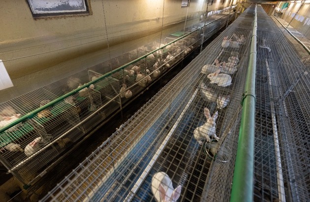 ANINOVA: Dt. Tierschutzbüro gewinnt gegen größten Kaninchenzüchter Deutschlands, Dr. Zimmermann GbR, vor OLG Stuttgart und darf Firmennamen wieder nennen - Verfügung wird aufgehoben - Bilder zeigen Tierquälerei