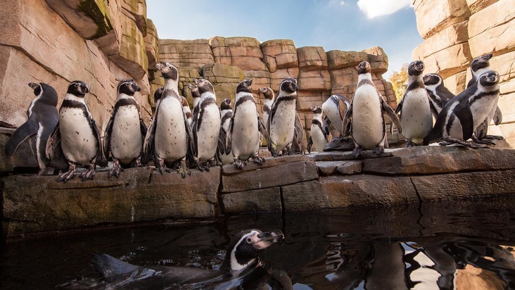 Verband der Zoologischen Gärten (VdZ): Koalitionsvertrag stärkt Zoos / Zooverband begrüßt politische Unterstützungszusage