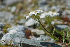 Sommer-News und Reise-Inspiration aus der Aletsch Arena 2024