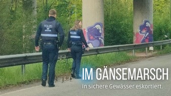 Polizeiinspektion Zweibrücken: POL-PIZW: Polizei-Eskorte für Gänse-Familie
