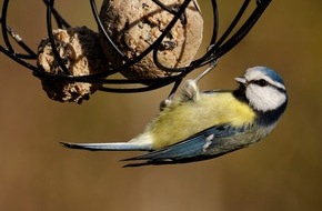 Zentralverband Zoologischer Fachbetriebe Deutschlands e.V. (ZZF): Hilfe für Meise, Amsel & Co.: Wildvögel im Winter richtig füttern