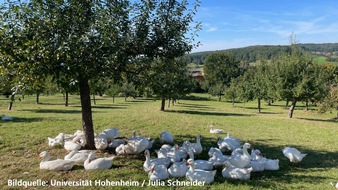 Universität Hohenheim: Agroforst: Unis Hohenheim und Freiburg stärken nachhaltige Landnutzung