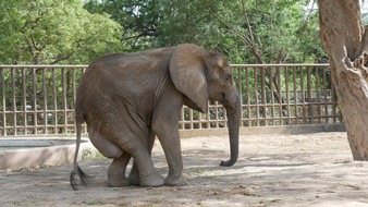 VIER PFOTEN - Stiftung für Tierschutz: VIER PFOTEN hilft leidender Elefantenkuh Noor Jehan im Karatschi Zoo in Pakistan